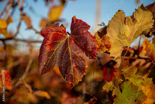 grape leaves red and yellow in autumn