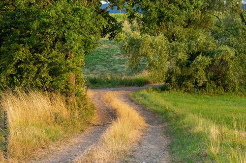 rural path and trees at sunset