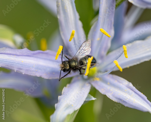 Orchard Mason Bee (Osmia lignaria) pollinating a wild Camas flower (Camassia) photo