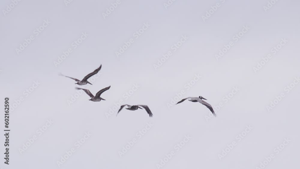 Wild nature marine background shot on RED, California USA 4K. Flock of pelicans in cloudy sky slow motion. Large pelicans flying together high above ocean. Video of many wild birds flying together Wild nature marine background shot on RED, California USA 4K. Flock of pelicans in cloudy sky slow motion. Large pelicans flying together high above ocean. Video of many wild birds flying together