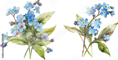 Forget me not flower clipart, isolated vector illustration.