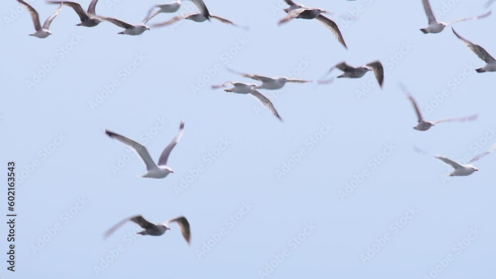 Wild sea birds, seagulls soaring above ocean bay in blue sky. Cinematic view of flying in flock wild birds on overcast day. Nautical background Morro bay, California. Epic RED camera slow motion shot Wild sea birds, seagulls soaring above ocean bay in blue sky. Cinematic view of flying in flock wild birds on overcast day. Nautical background Morro bay, California. Epic RED camera slow motion shot