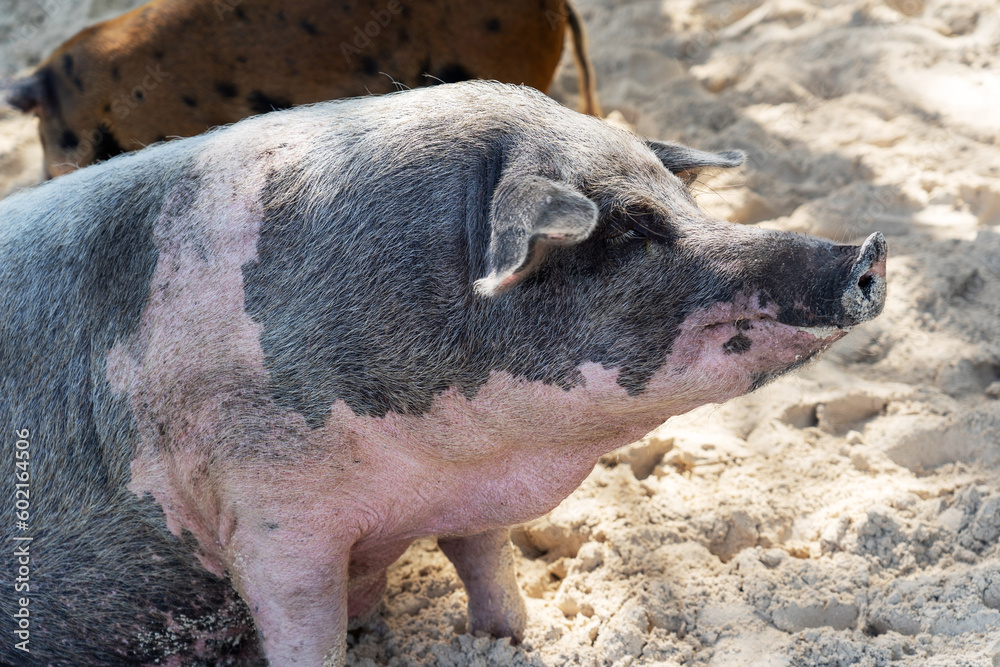 Pigs on the pig island in Bahamas Pigs on the pig island in Bahamas