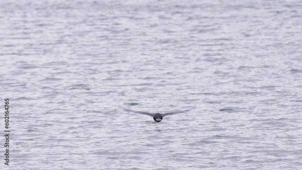 Back view of black Cormorant wild sea bird flying low above ocean bay on cloudy day. Cinematic RED camera shot of wild bird soaring on overcast day. Nautical background Morro bay, California USA 4K Back view of black Cormorant wild sea bird flying low above ocean bay on cloudy day. Cinematic RED camera shot of wild bird soaring on overcast day. Nautical background Morro bay, California USA 4K