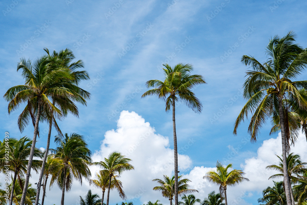 Palm Trees and white clouds against the blue sky