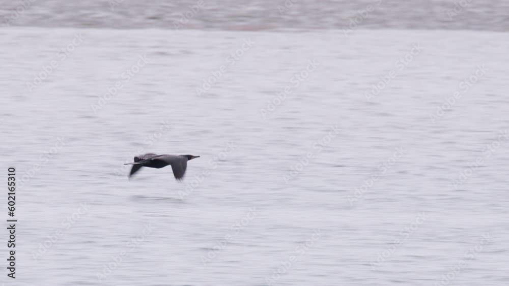 RED camera slow motion shot of Cormorant wild sea bird flying low above ocean bay on cloudy weather. Cinematic view of flying wild birds on overcast day. Nautical background Morro bay, California USA RED camera slow motion shot of Cormorant wild sea bird flying low above ocean bay on cloudy weather. Cinematic view of flying wild birds on overcast day. Nautical background Morro bay, California USA