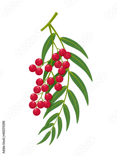 Vector illustration, Schinus molle, also known as Peruvian pepper, American pepper, Peruvian peppertree, escobilla, or false pepper, isolated on white background.