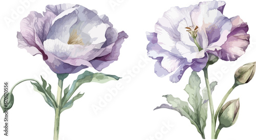 Eustoma flower clipart, isolated vector illustration.