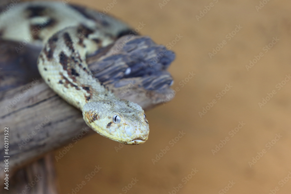 Fototapeta premium Puffotter / Puff adder / Bitis arietans