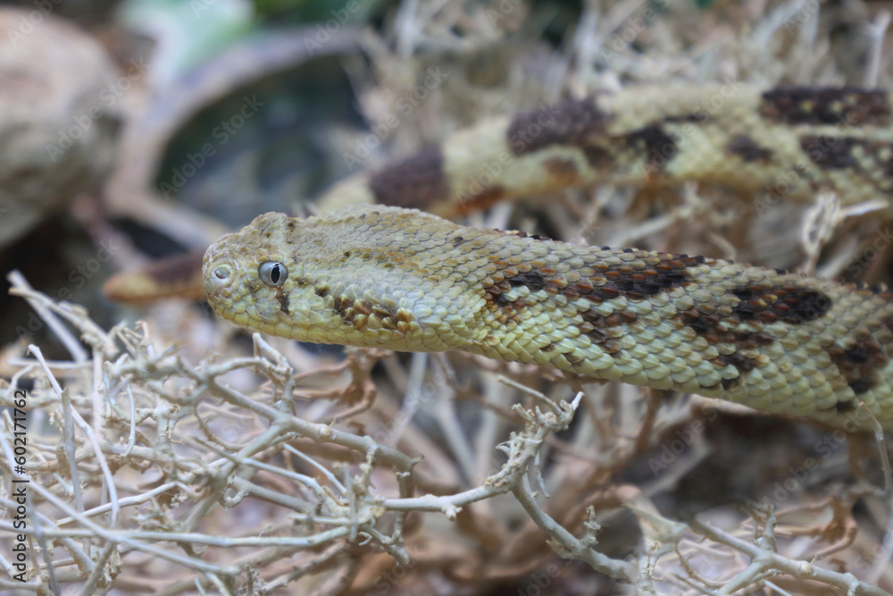 Fototapeta premium Puffotter / Puff adder / Bitis arietans