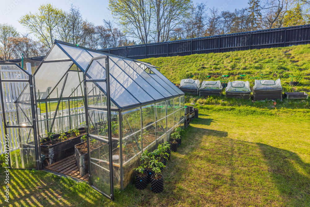 Beautiful view of private garden with planted tomato seedlings in greenhouse. Sweden. Beautiful view of private garden with planted tomato seedlings in greenhouse. Sweden.