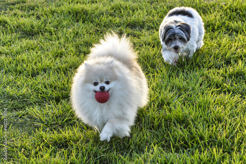 cute fluffy Pomeranian dog sitting in a spring park on a sunny day