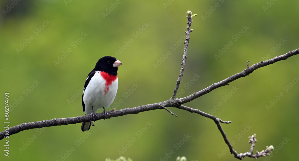 Rose-breasted Grosbeak on branch