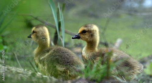 Two goslings walking to shore © David