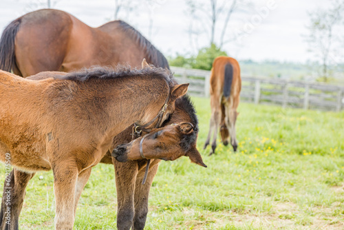 Two Thoroughbred foals interacting with their heads and a mare and foal in the background.