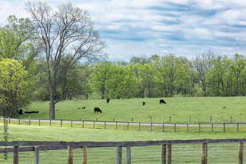 Angus beef cattle grazing in a green pasture with trees and clouds in the spring.