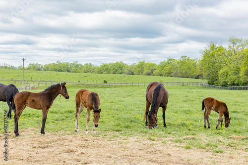 A group of three Thoroughbred foals in a big pasture with two mares.