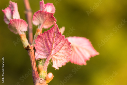 Macro of vine leafs in Spring. Green background. Copy Space