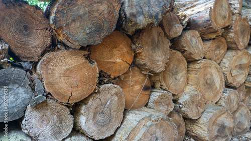 Cross section of felled logs tree stacked