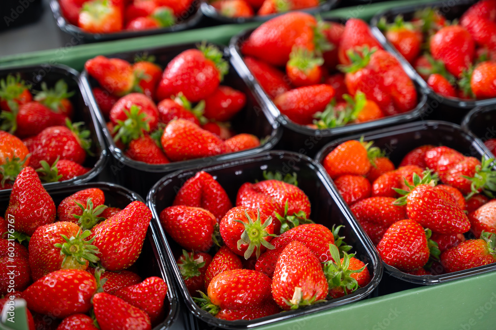 New spring harvest, boxes of ripe Dutch red sweet strawberry on farmer market in the Netherlands