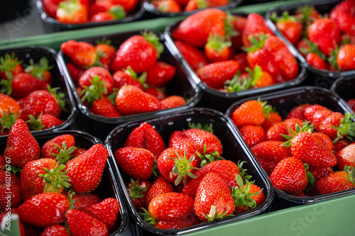 New spring harvest, boxes of ripe Dutch red sweet strawberry on farmer market in the Netherlands