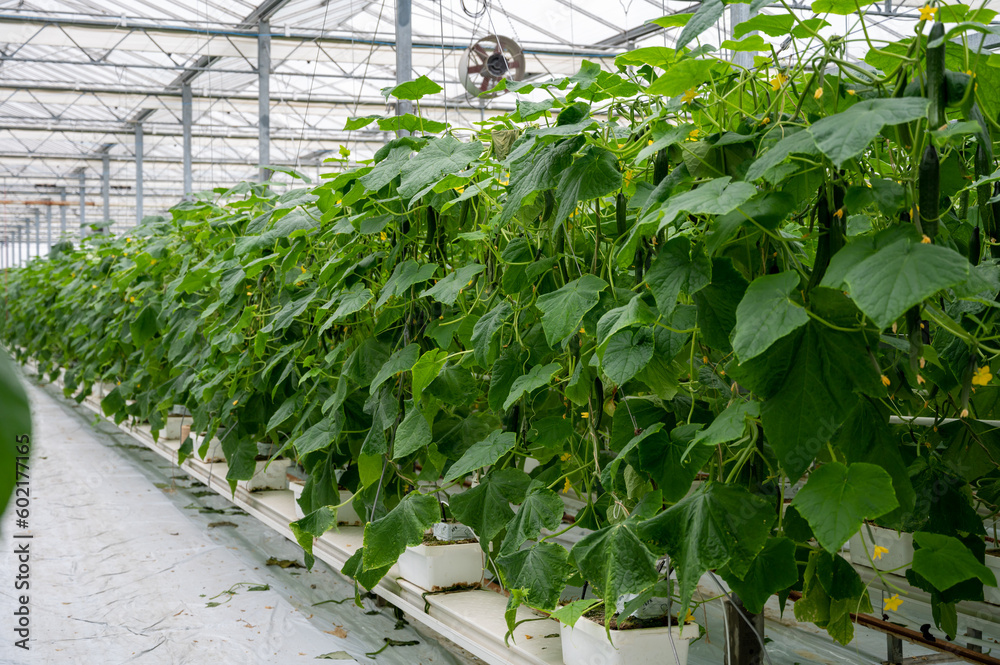 Young green cucumbers vegetables hanging on lianas of cucumber plants in green house