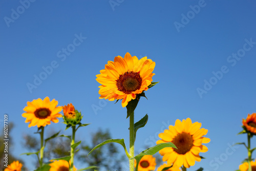 Sunflower field with blue sky. Beautiful summer landscape.