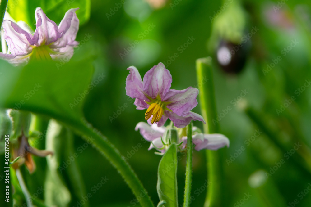 Dutch organic greenhouse farm with rows of eggplants plants with ripe violet vegetables and purple flowers Dutch organic greenhouse farm with rows of eggplants plants with ripe violet vegetables and purple flowers