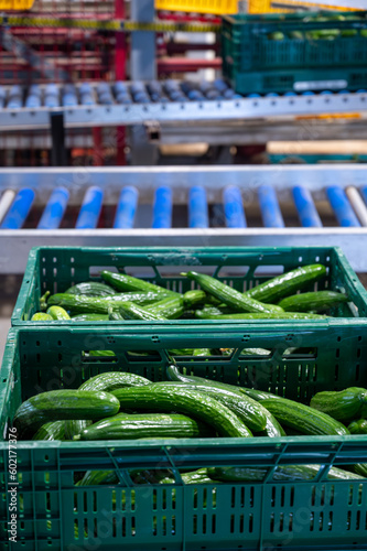 Handling and packaging of green cucumbers vegetables in Dutch greenhouse, agriculture in the Netherlands © barmalini