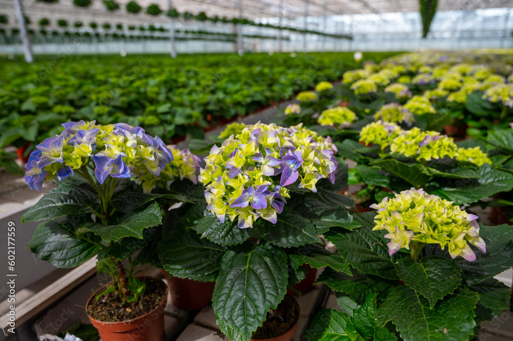 Hydrangea or hortensia, flowers in flowerheads produced from early spring to late autumn, cultivated as decorative or ornamental garden plant growing in Dutch greenhouse