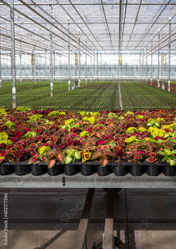 Cultivation of different summer bedding plants  begonia  petunia  young  flowering plants  decorative or ornamental garden plants growing in Dutch greenhouse