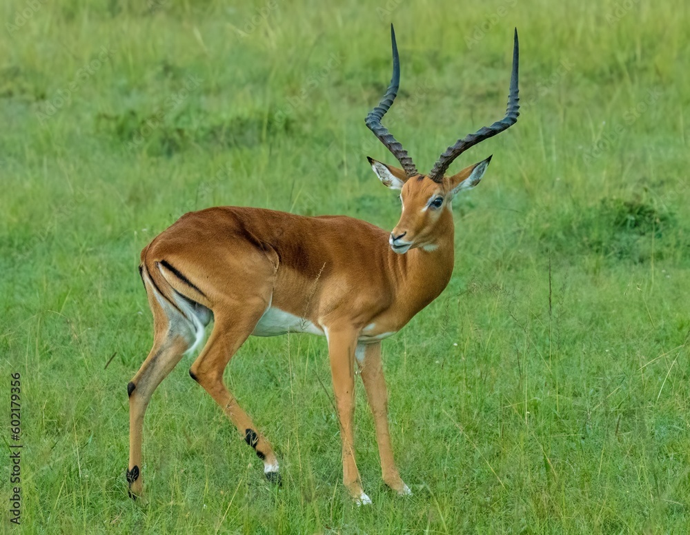 a buck impala antelope on the Masai Mara savannah, in the Maasai Mara conservancy in Kenya, Africa a buck impala antelope on the Masai Mara savannah, in the Maasai Mara conservancy in Kenya, Africa