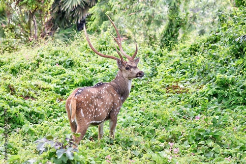 Sri Lankan Axis Deer (Axis Axis Ceylonensis, Or Ceylon Spotted Deer) With Large Horns Is Looking Around In the Woods photo