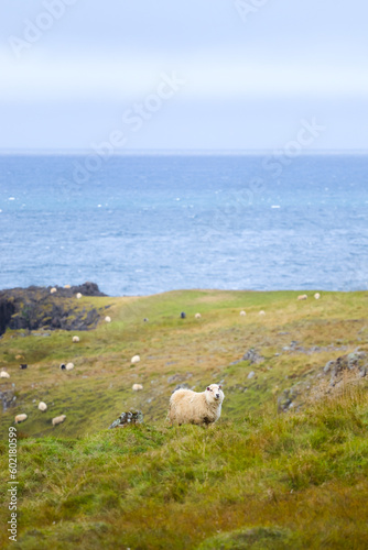Icelandic Sheep Graze at the Mountain Meadow, Group of Domestic Animal in Pure and Clear Nature. Beautiful Icelandic Highlands. Ecologically Clean Lamb Meat and Wool Production. Scenic Area