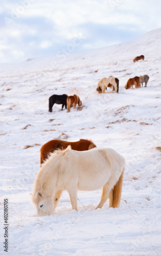 Horses at Winter Icelandic Highlands. Rural Animals in Snow Covered Meadow. Pure Nature in Iceland. Frozen North Landscape. Icelandic Horse. Ecologically Clean Area.