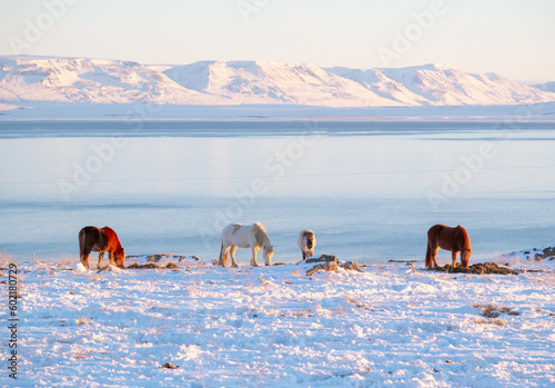 Horses at Winter Icelandic Highlands. Rural Animals in Snow Covered Meadow. Pure Nature in Iceland. Frozen North Landscape. Icelandic Horse. Ecologically Clean Area.