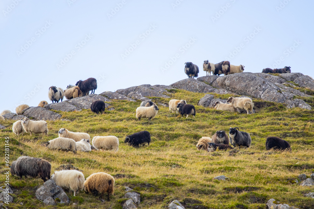 Fototapeta premium Icelandic Sheep Graze at the Mountain Meadow. Group of Domestic Animal in Pure and Clear Nature. Beautiful Icelandic Highlands. Ecologically Clean Lamb Meat and Wool Production. Scenic Area