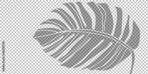 Tropical palm leaf on transparent background. Vector illustration. EPS 10