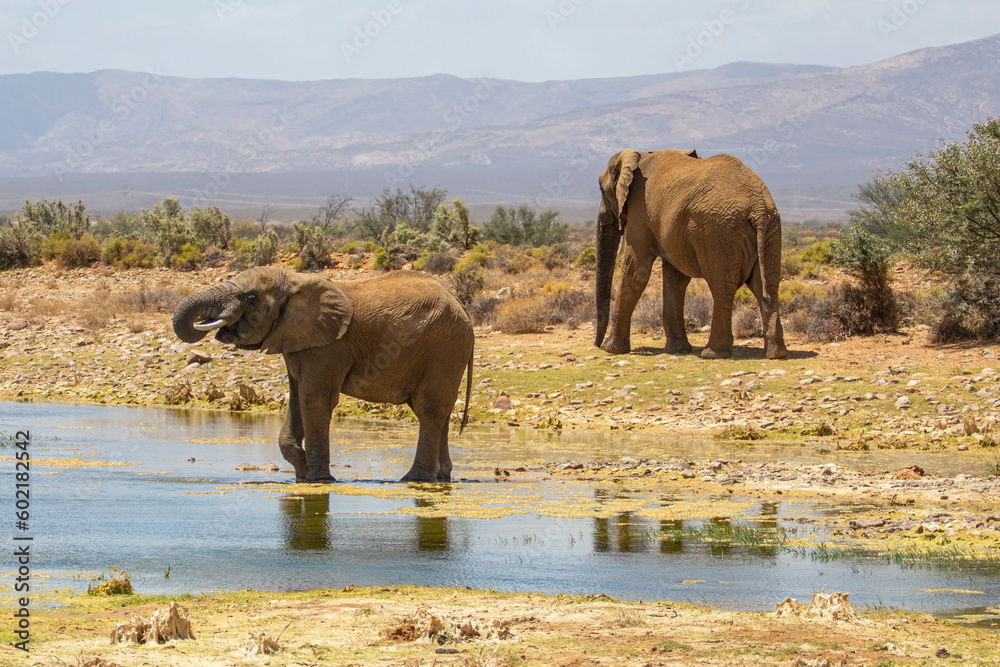 one elephant drinking and one elephant walking away one elephant drinking and one elephant walking away