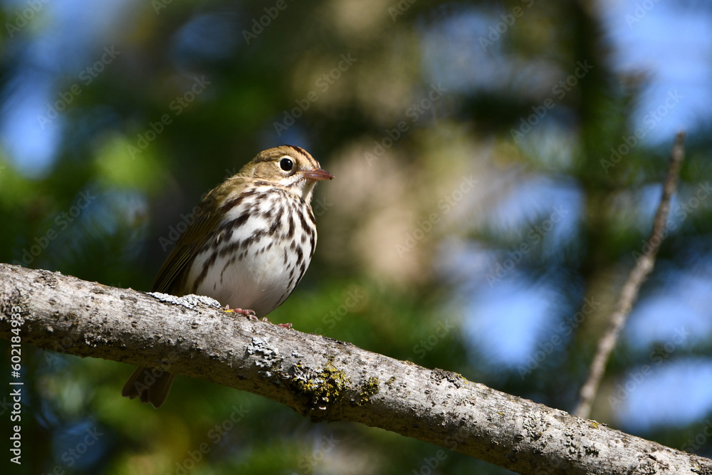 Cute little Ovenbird sits perched on a branch Cute little Ovenbird sits perched on a branch