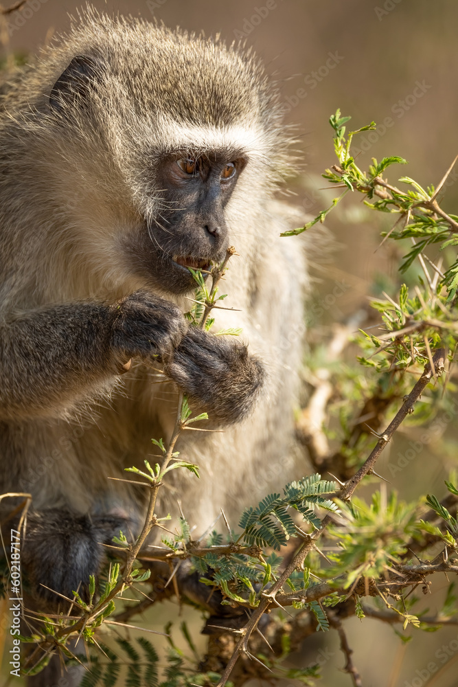 Vervet monkey looking off screen while eating in a small tree