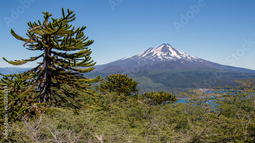 volcan llaima y araucaria  photo