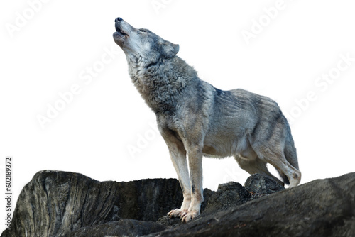 岩の上で遠吠えをするオオカミ