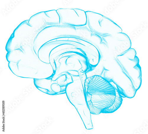  a 3D illustration of a human brain cross-section photo