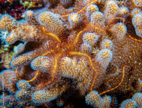 Brittlestar on leather coral