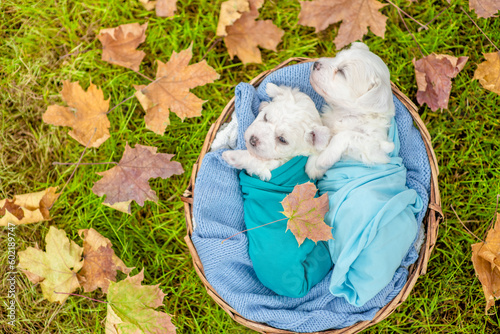 Tiny white Bichon Frise puppies wrapped like a babies sleep inside basket on autumn grass. Top down view. Empty space for text photo