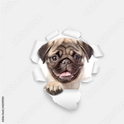 Happy Pug puppy looking through a hole in white paper © Ermolaev Alexandr