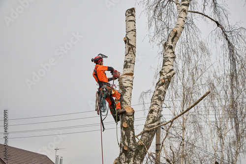 Tree surgeon. Working with a chainsaw. Sawing wood with a chainsaw.	