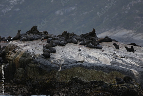 Sea lions on the rocks of Duiker Island
