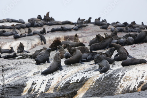 Duiker island sea lions photo